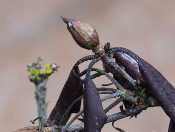 Close-up of butterfly perching on plant