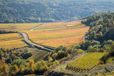 High angle view of agricultural field