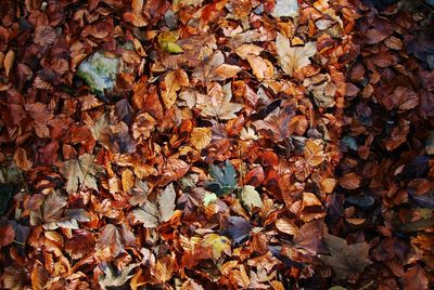 Full frame shot of dry leaves on field