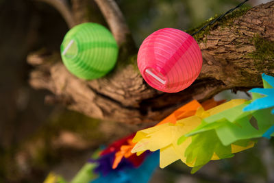 Close-up of multi colored leaf on tree