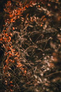 Close-up of dry plant on field