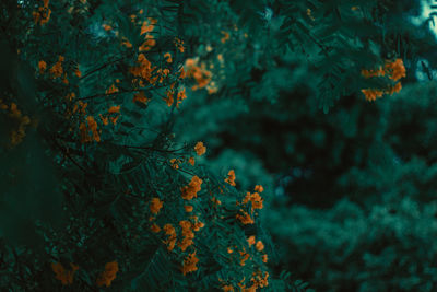 Close-up of autumn tree