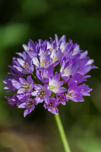 Close-up of purple flowering plant