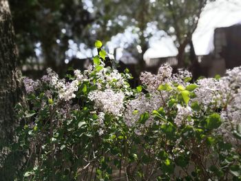 Close-up of white flowering plant