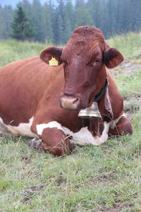 Portrait of cow on field