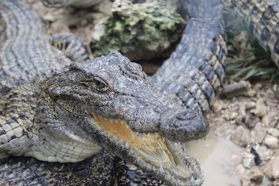 Close-up of crocodile