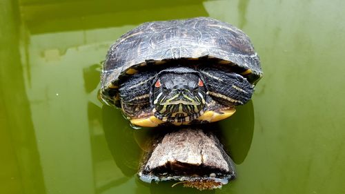 Portrait of turtle on wood in pond