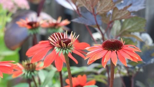 Close-up of red flowering plant