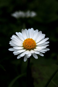 Close-up of white daisy