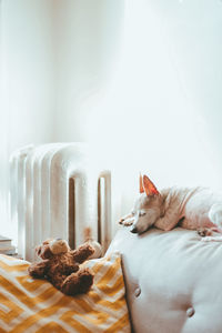 Dog relaxing on table at home