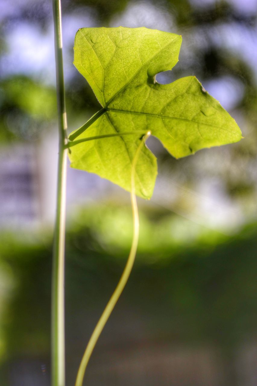 CLOSE-UP OF LEAVES