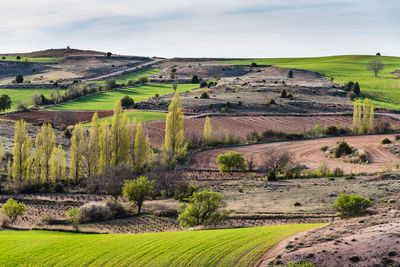 Picturesque view of idyllic farmland fields amd cypresses trees in castile and leon region, spain. 