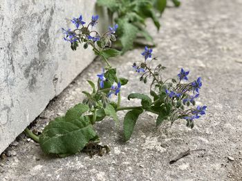 Close-up of purple flowering plant