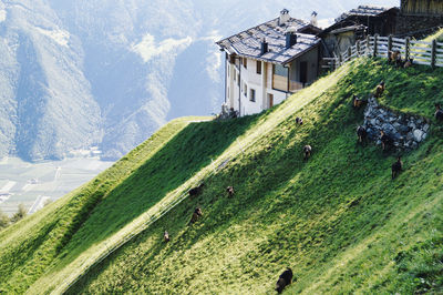 Scenic view of grassy field by houses and mountain