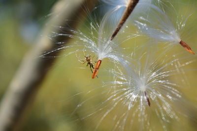 Close-up of spider on web