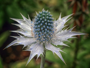 Close-up of flower blooming outdoors