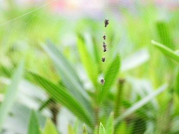 Close-up of spider on web