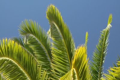 Low angle view of palm tree against blue sky