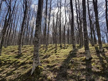 Trees in forest