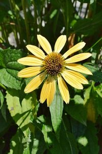 Close-up of yellow flower blooming outdoors