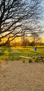 Bare trees on field against sky during sunset