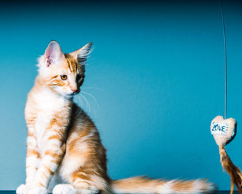 Close-up of a cat looking away