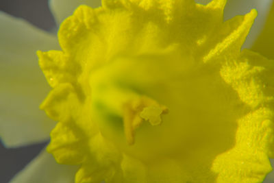 Close-up of yellow flowers