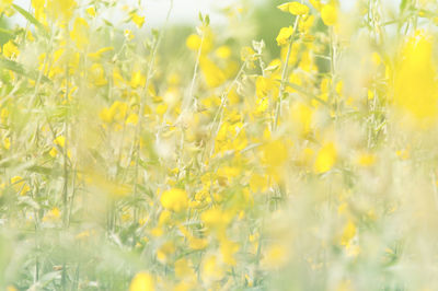 Close-up of fresh yellow flowers blooming in field