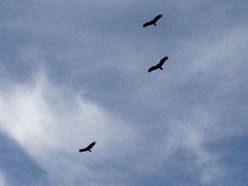 Low angle view of bird flying against sky