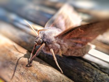 Close-up of insect on wood