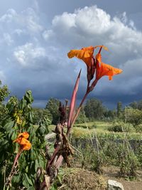 Close-up of orange flower on field against sky