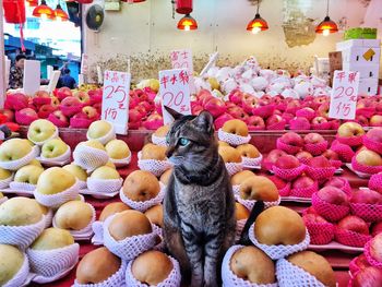 View of cat among fruits for sale at market stall