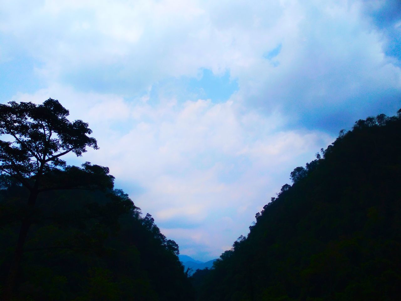 cloud - sky, sky, tree, beauty in nature, plant, tranquility, low angle view, nature, scenics - nature, tranquil scene, silhouette, no people, day, outdoors, growth, non-urban scene, idyllic, dusk, forest