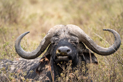 Close-up of buffalo standing on field
