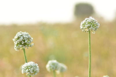 Close-up of white flowering plant on field