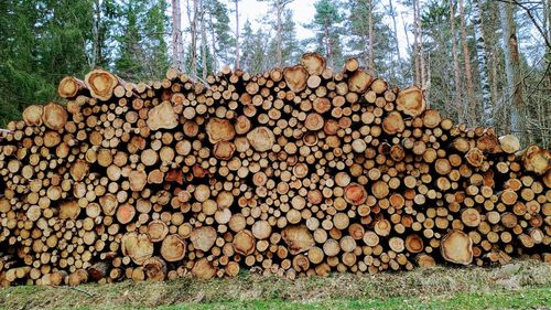 Stack of logs in forest