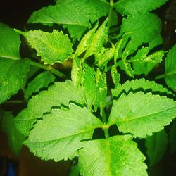 Close-up of fresh green leaves