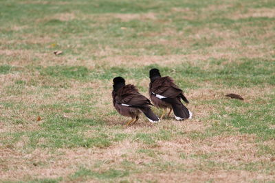 Ducks on grass