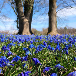 Close-up of purple crocus flowers on field