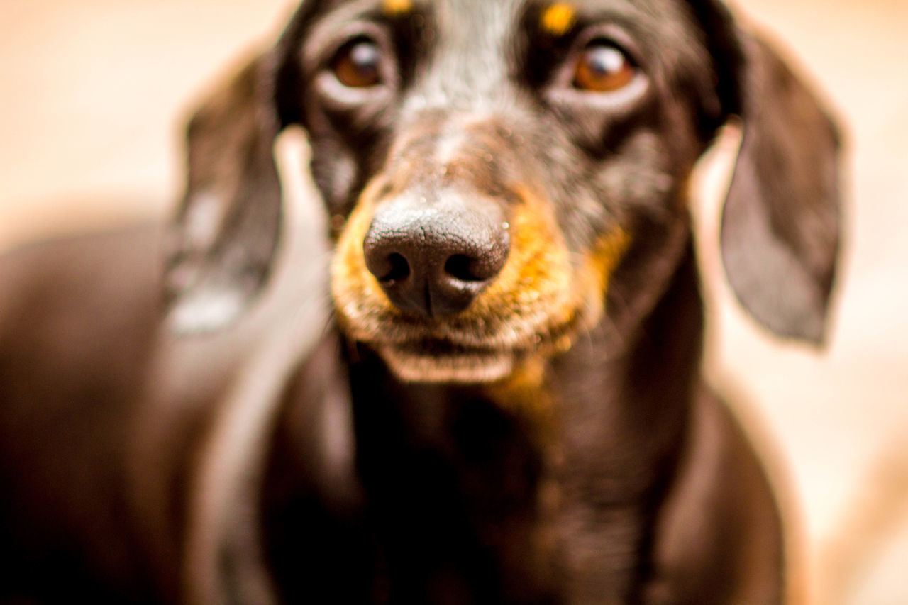 CLOSE-UP OF DOG