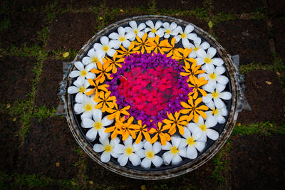 Directly above shot of flowers