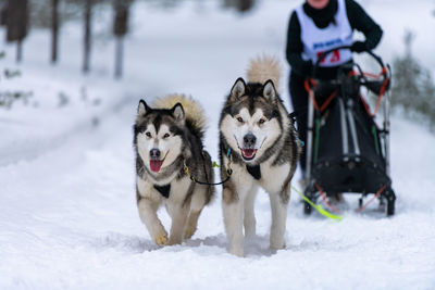 View of dogs on snow