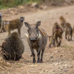 Portrait of warthog on field