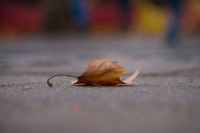 Close-up of dry maple leaf on street