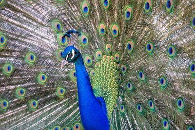 Portrait of the of the blue peacock with loose tail