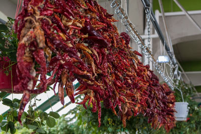 Close-up of clothes drying on clothesline