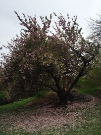 Trees growing on field