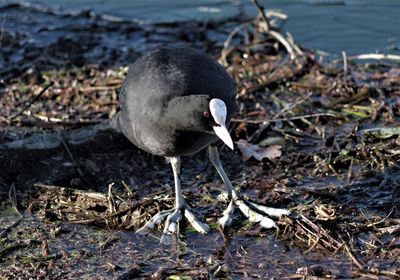 Close-up of bird on beach