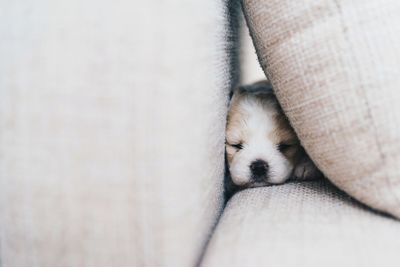 Close-up of puppy sleeping on sofa at home
