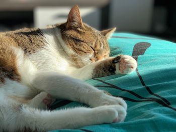 Close-up of cat resting on bed